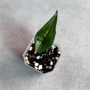 알로카시아 심포 알보