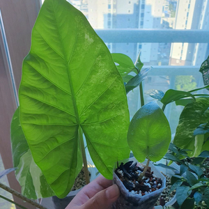 알로카시아 스카브리어스큘라 옐로우 바리에가타 유묘