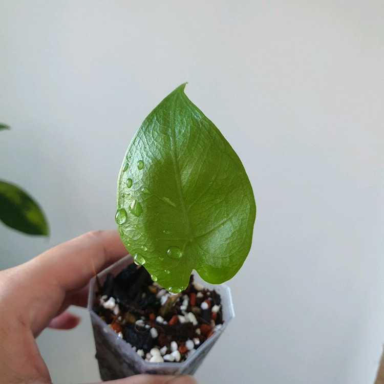 알로카시아 스카브리어스큘라 옐로우 바리에가타 유묘--1