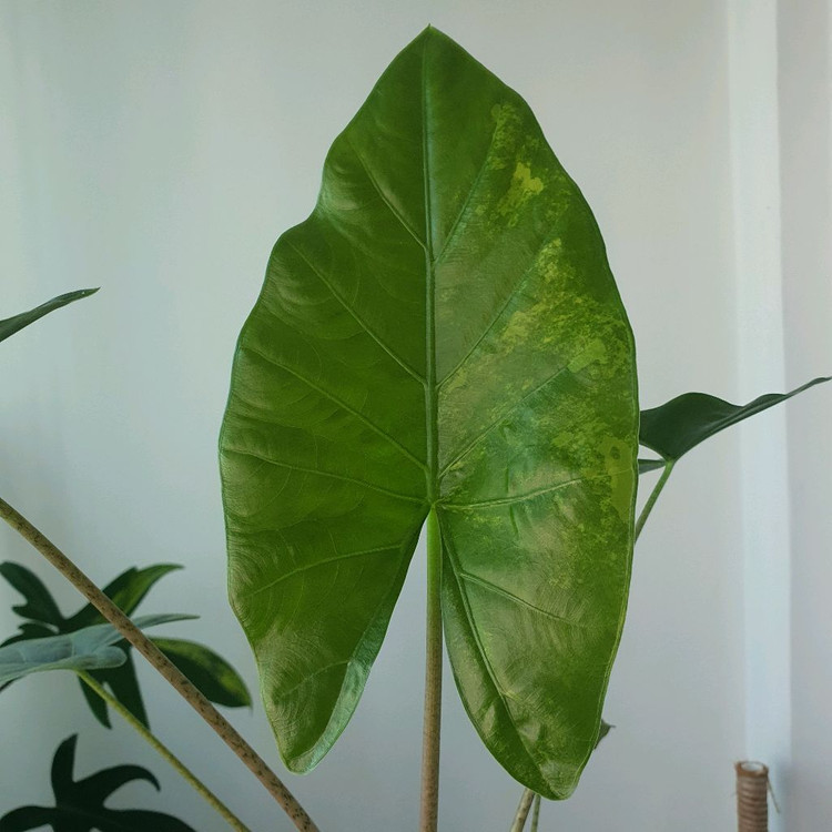 알로카시아 스카브리어스큘라 옐로우 바리에가타 유묘--2