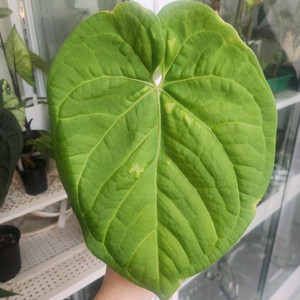 안스리움 실버보울럭셔리