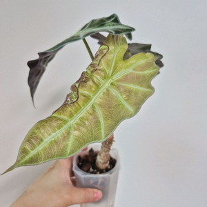 알로카시아 풀민트핑크 스테인글라스(모주급) + 자구 2