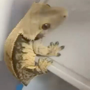 크레 두마리 분양합니다