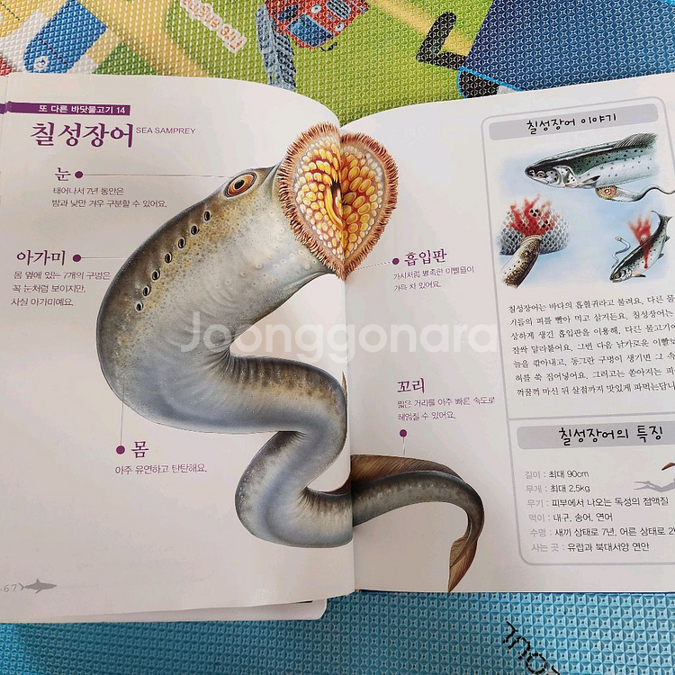 진짜진짜 재밌는 바다그림책, 곤충그림책--1