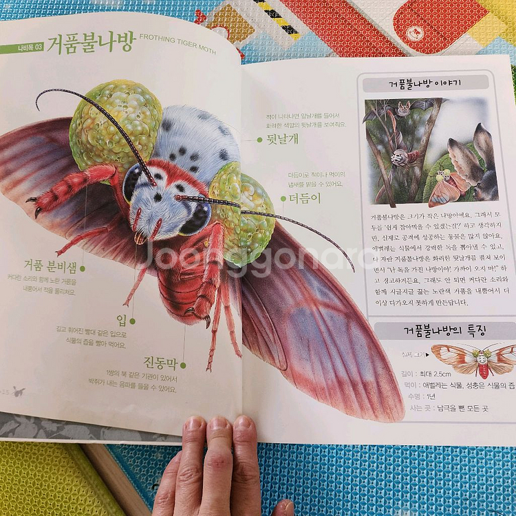진짜진짜 재밌는 바다그림책, 곤충그림책--3