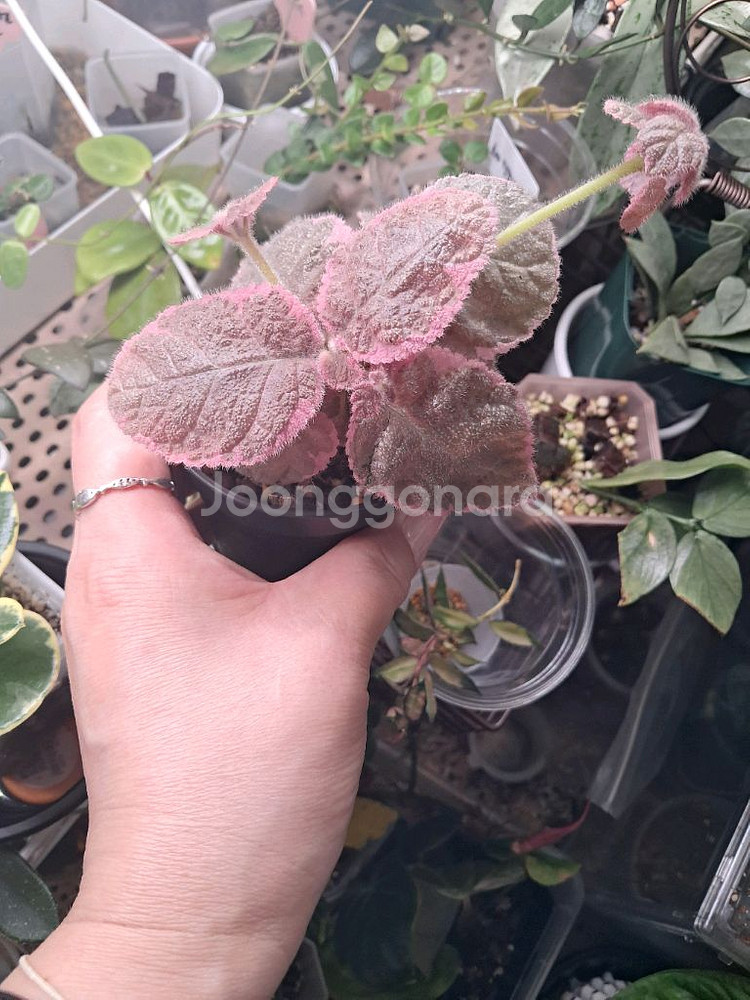 에피스시아 핑크스모크--3
