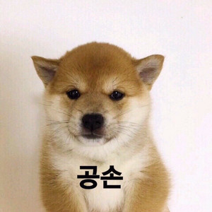 알로항 머니 100삽니다