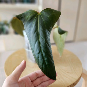 안스리움 파필 sp.nov.df