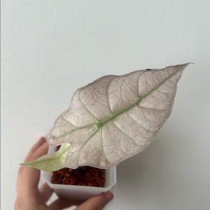 알로카시아 스테인글라스 폴리 풀민트 핑크 바리에가타