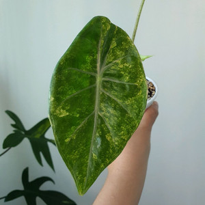 알로카시아 왓소니아 글로시 옐로우바리에가타 택포10