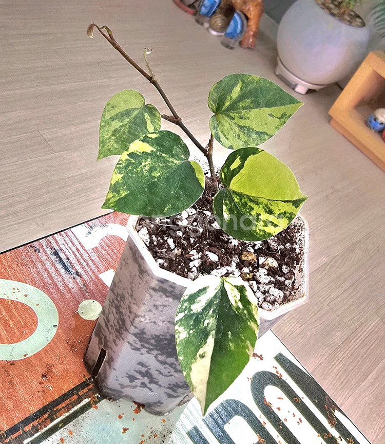 옐로파이퍼 바리에가타--2
