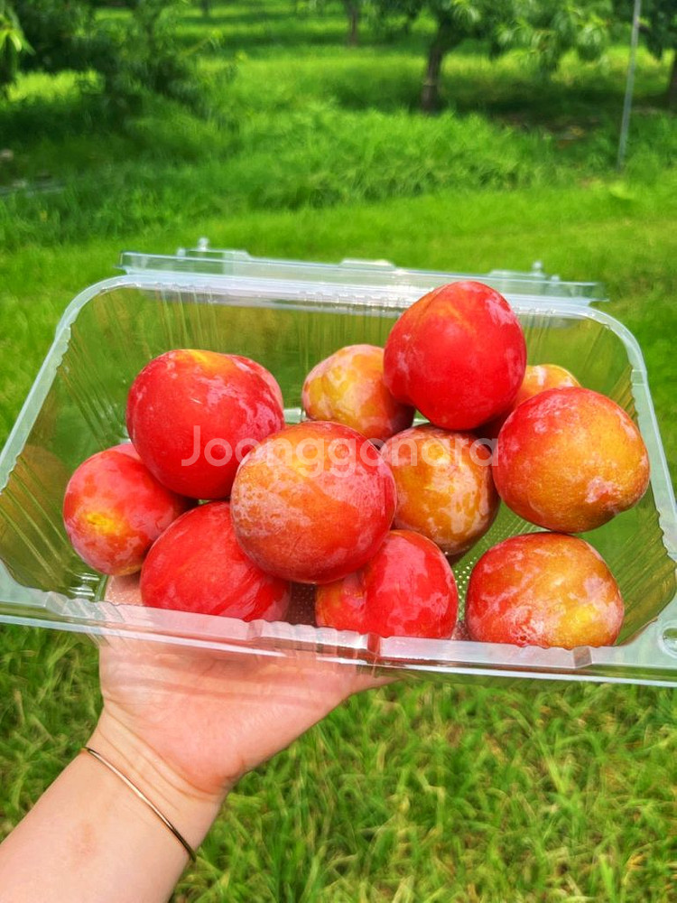 도담왕 자두--2