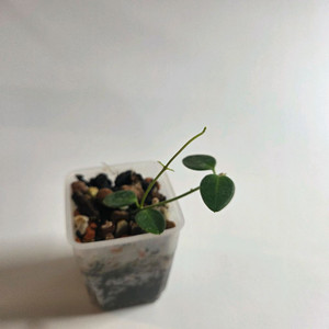 호야 풀레아나 1 +덤