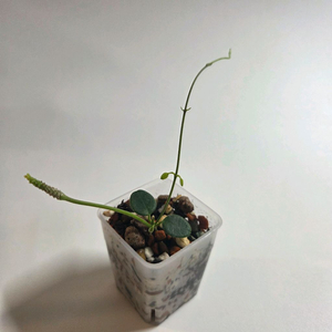 호야 풀레아나 2-꽃대있음