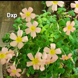 사랑초구근 ( Dxp )