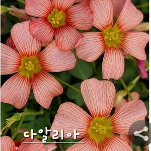 사랑초구근 ( 다알리아)