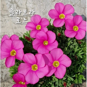 사랑초구근 ( 글라브라 로즈 )