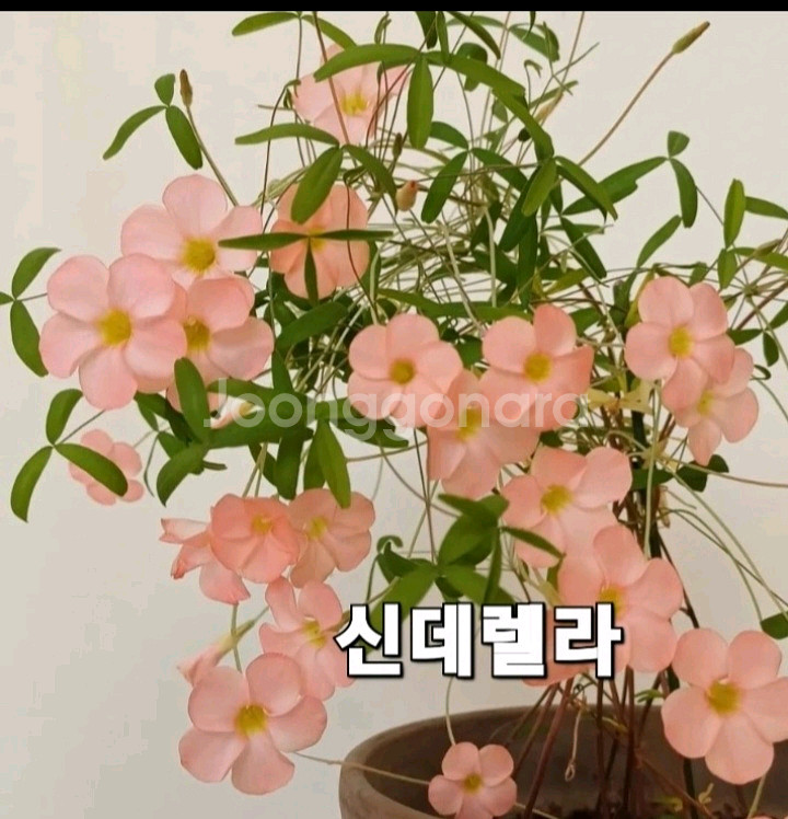 사랑초구근 ( 신데렐라 )--0