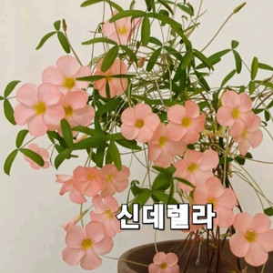 사랑초구근 ( 신데렐라 )