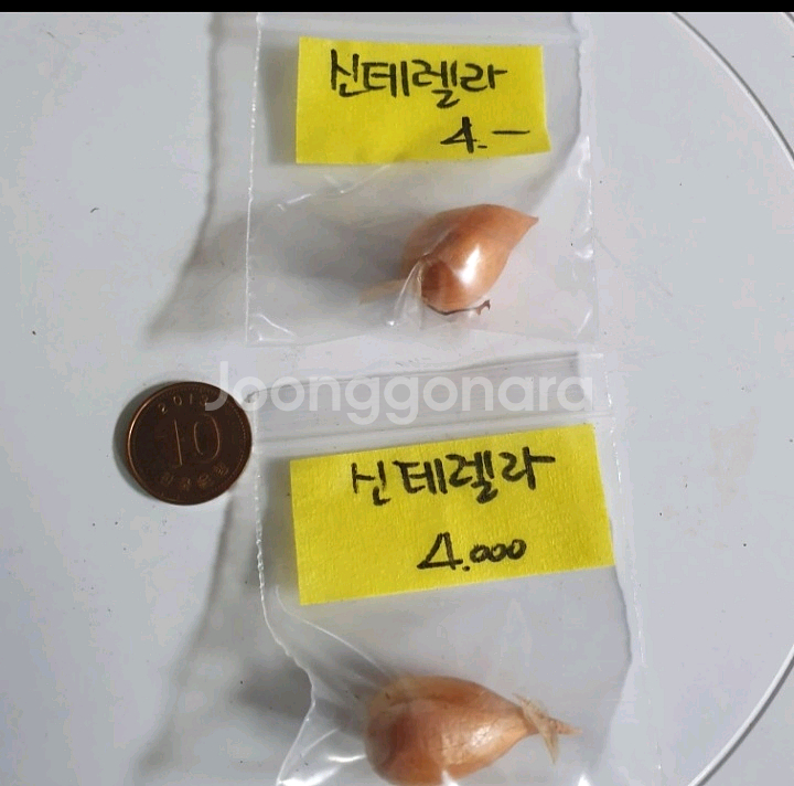 사랑초구근 ( 신데렐라 )--2