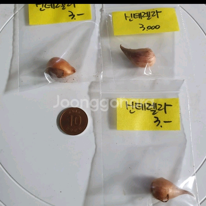 사랑초구근 ( 신데렐라 )--1