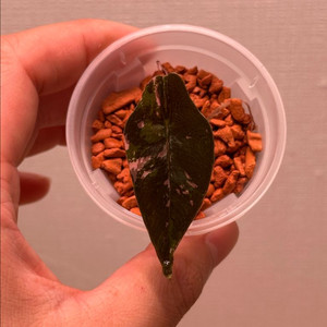 알로카시아 찬트리에 핑트 자구묘