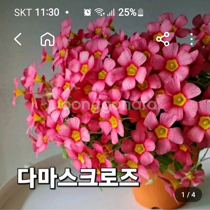 사랑초구근 ( 다마스크로즈 )--0