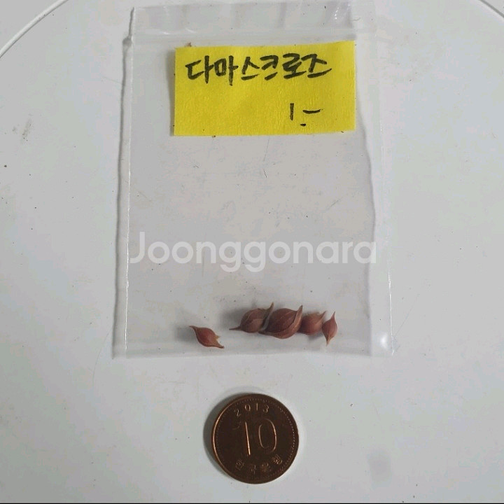 사랑초구근 ( 다마스크로즈 )--2