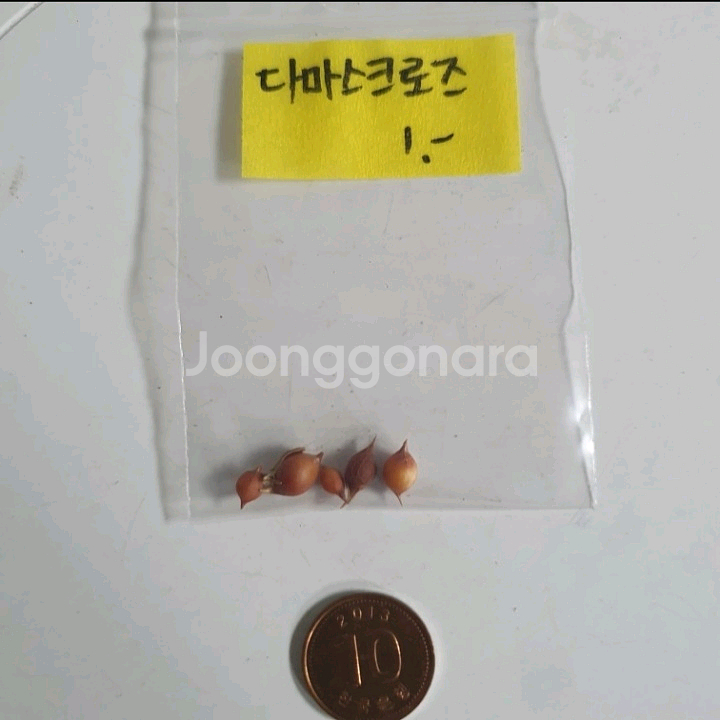 사랑초구근 ( 다마스크로즈 )--3