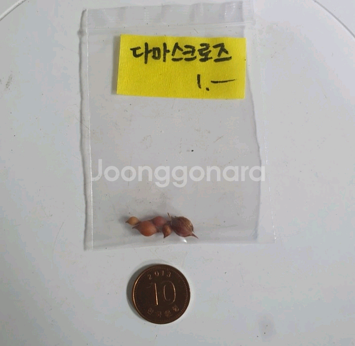 사랑초구근 ( 다마스크로즈 )--1
