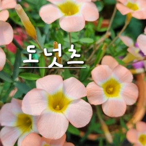 사랑초구근 ㅡ 도넛츠