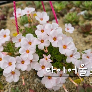 사랑초구근 ㅡ다이어울프