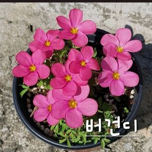 사랑초구근 ㅡ버건디