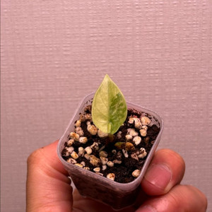 알로카시아 실버 드래곤 알보 자구묘 1호 무천이