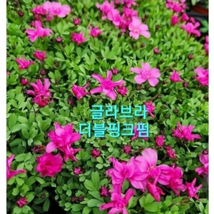 사랑초구근 ㅡ글라브라 더블핑크펌