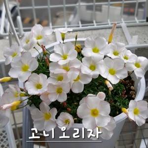사랑초구근 ㅡ고니오리자