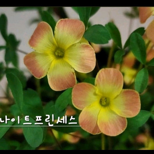 사랑초구근 ㅡ 나이트프린세스