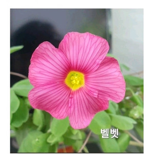 사랑초구근 ㅡ 벨벳