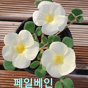 사랑초구근 ㅡ 페일베인