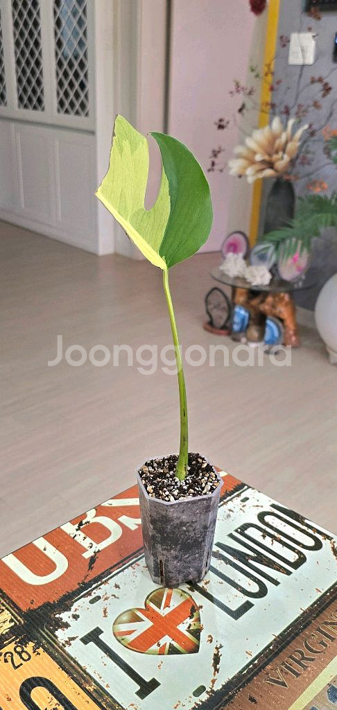 옐로우몬스테라 보르시지아나 바리에가타--1