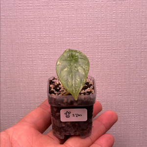 알로카시아 실버 드래곤 알보 자구2호