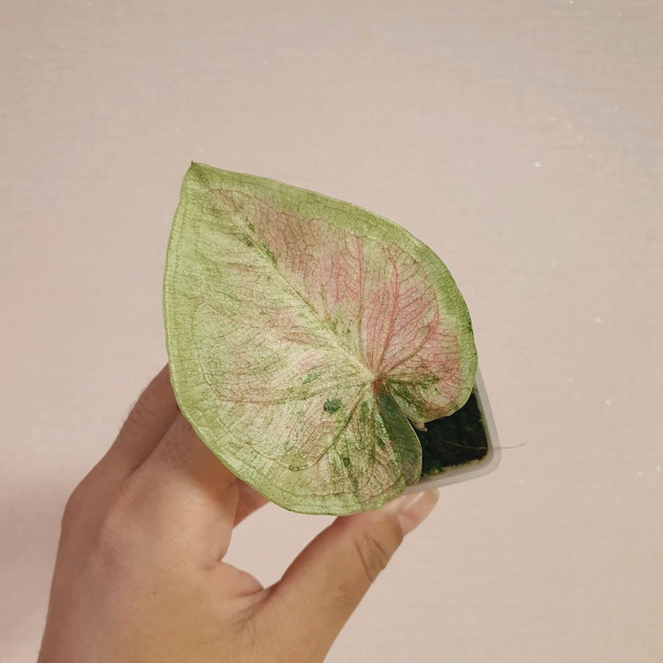 칼라디움 sp 바리에가타 택포 4만원--1