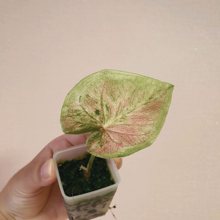 칼라디움 sp 바리에가타 택포 4만원--2