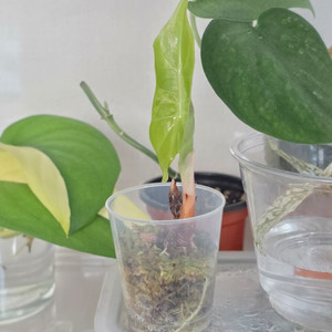 알로카시아 핑크드래곤 바리에가타