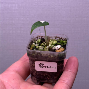 알로카시아 마하라니 알보 바리에가타 자구1호