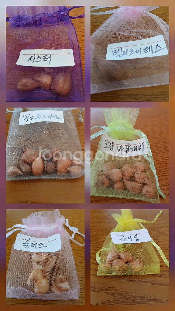 사랑초구근6종(블러드.아이싱외4종)--1