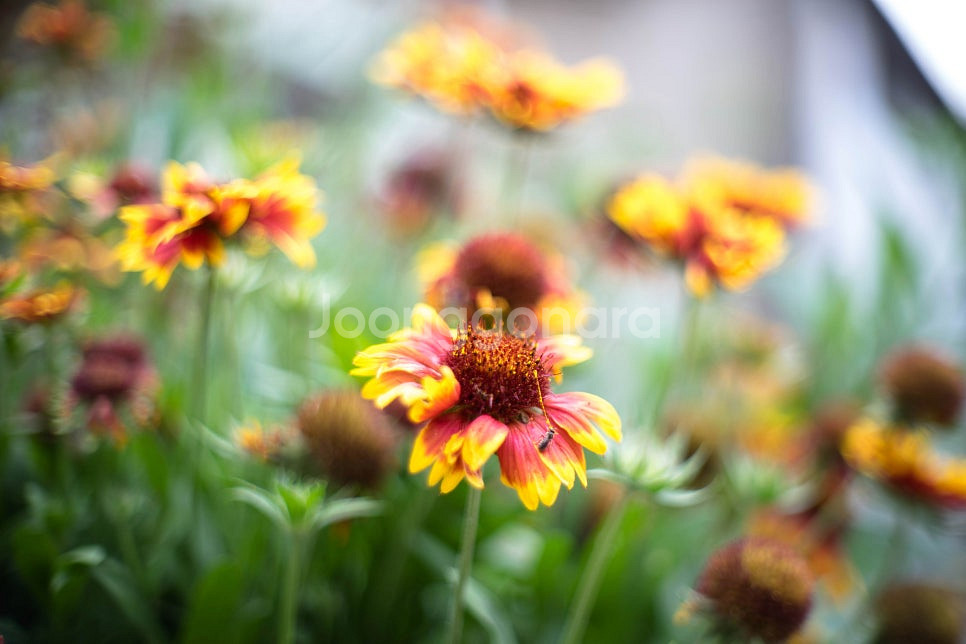 Yashica Lync-14E(1C)렌지파인더 카메라--9