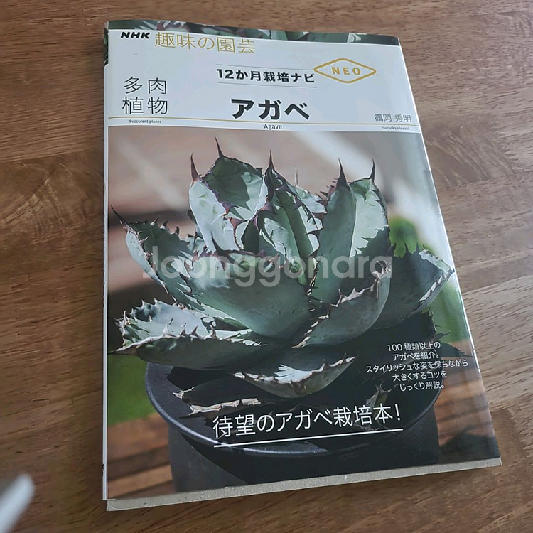 agave book 아가베 책--0