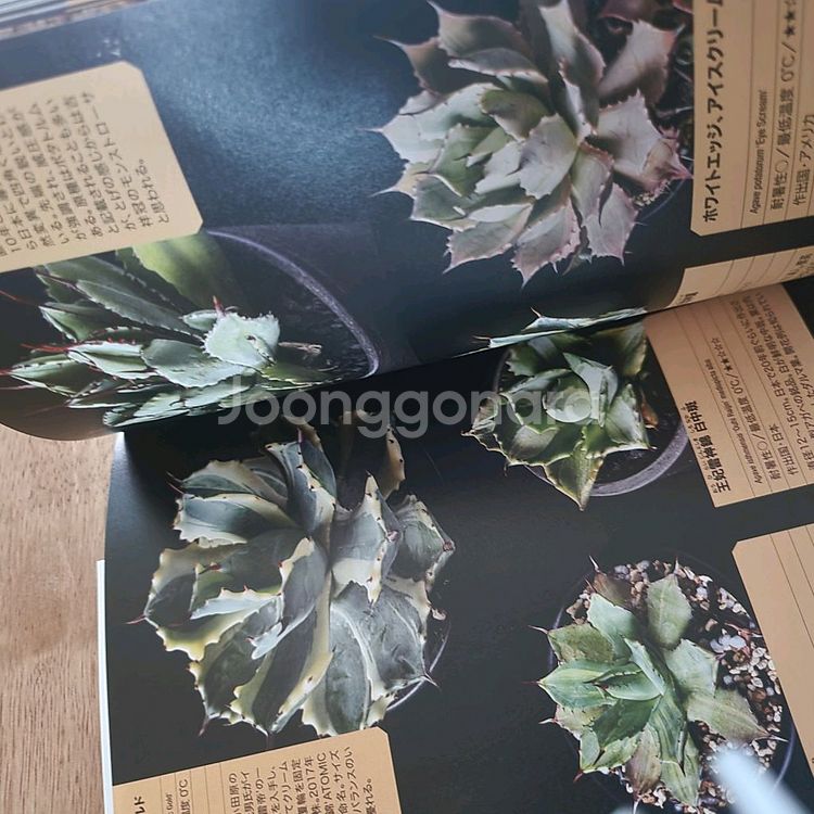 agave book 아가베 책--1