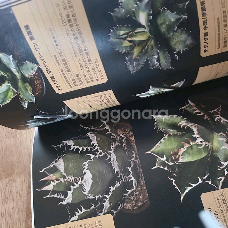 agave book 아가베 책--3